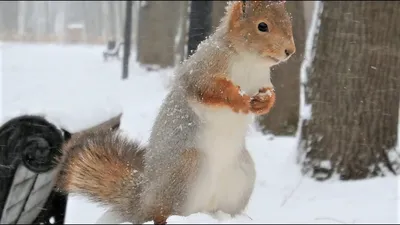 Бесплатные картинки с белками на снегу: Зимний восторг!