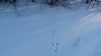 Фотк с узором следов белки на свежем снегу