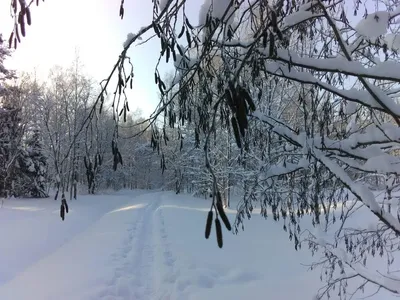 Загадочные отпечатки чудовища: в поисках правды