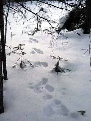 GIF с артом следов горностая на снегу