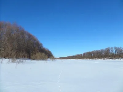 Фотография следов горностая в 4K разрешении