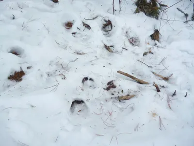 Зимний следопыт: отпечатки кабана в объективе фотографа