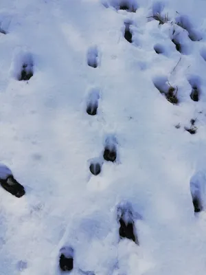 Следы косули на снегу  фото
