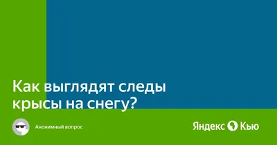 Фото следов крысы на снегу: яркое изображение в формате JPG