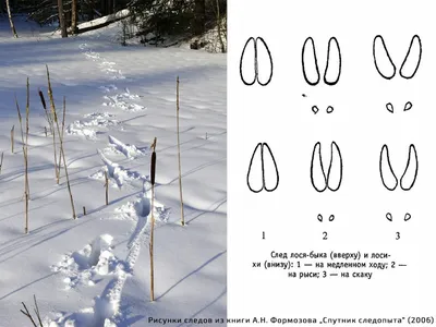 Фото следов крысы на снегу: запечатленные следы в высоком разрешении