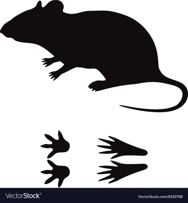 Картинка с крысиными следами
