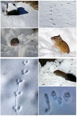 Фотография следов крысы