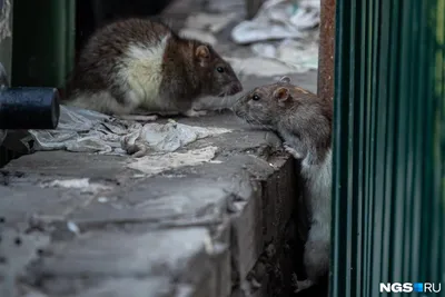 Фото слежки за крысой в формате JPG