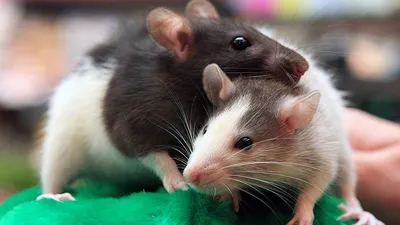 Изображение крысы в формате PNG