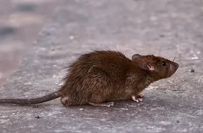 Картинка со следами крысы