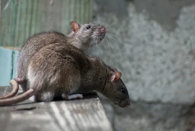 Изображение следов крысы в формате PNG