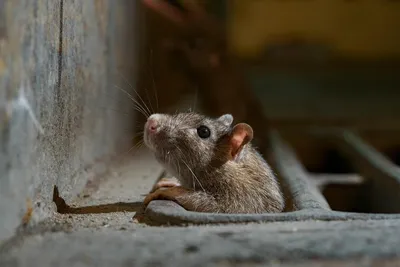 Фотка крысы в формате JPG
