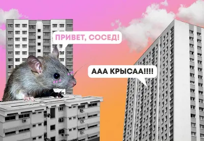 Изображение крысы в формате PNG