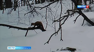 Зимняя симфония природы: фото следов куницы