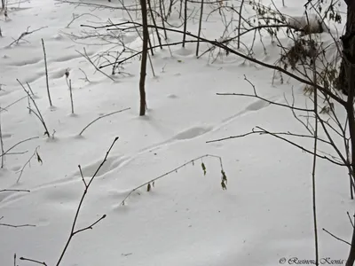 Зимний танец лап: фотографии куничьих следов на снегу