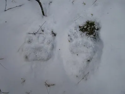 Скачать бесплатно в хорошем качестве: Следы хищника