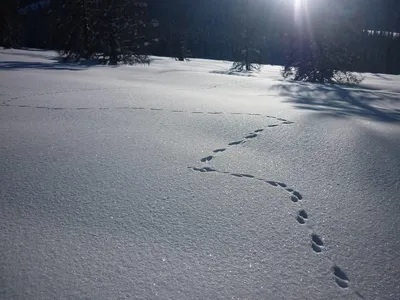 Скачать бесплатно: Фотография снежных следов куницы