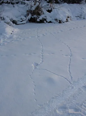 Фон с зимними следами на фото