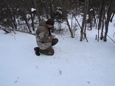 Снежные следы: арт-фото природы во всей красе