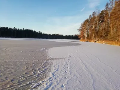 Фото в хорошем качестве с лапками лисы на снегу