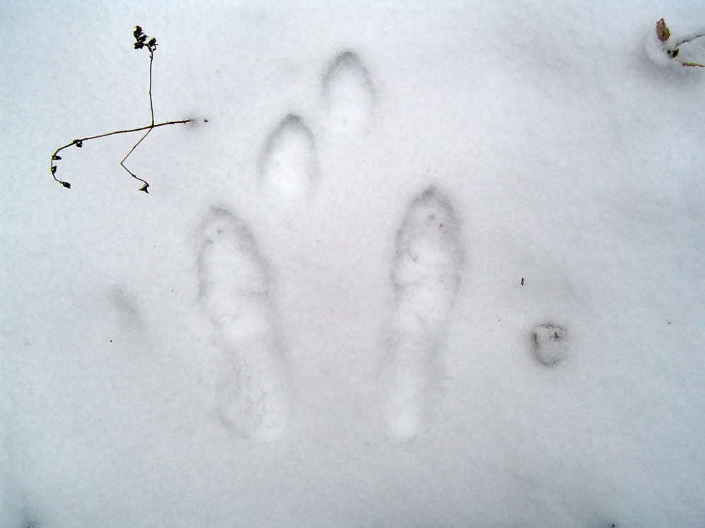 Вид заячьих следов. Следы зайца беляка. Следы зайца русака. Следы зайца беляка на снегу. Заячьи следы на снегу.