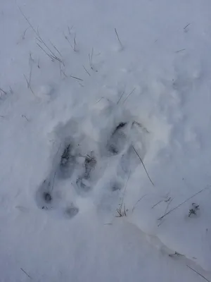 Фото лося: загадочные следы на снегу