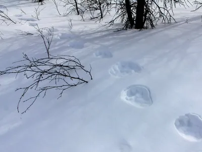 Фотографии лосиных следов на белом фоне