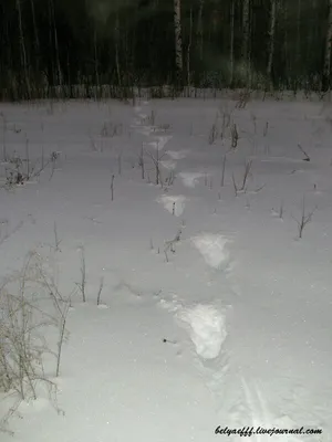 Уникальные изображения следов лося в снегу