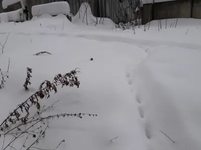 Сказочные следы на снегу: фотографии природы