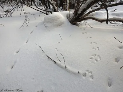 Зимний пейзаж: красота следов мыши на снегу