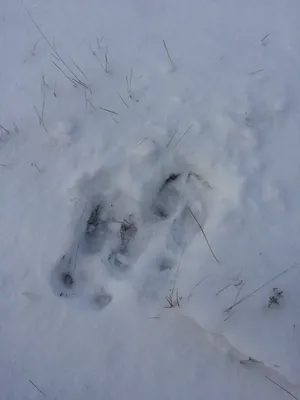 Фото с следами мыши на снегу