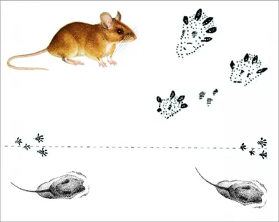 Арт с мышинными следами в снегу