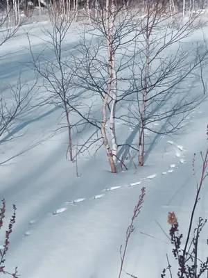 Отпечатки жизни на ледяном полотне