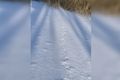 Фотографии Следов на Снегу: Зимний Арт в HD