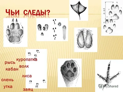 GIF анимация с процессом образования следов на снегу