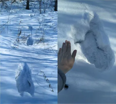 Фото следов рыси с эффектом арта