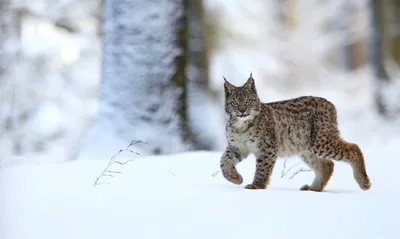 Фото на айфон в 4K: впечатляющие следы рыси на вашем телефоне.