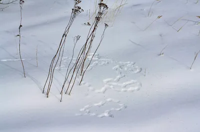 HD фото следов собачьих лап