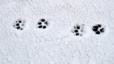 Скачать бесплатно фотографию с собачьим следом