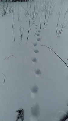 Зимний арт: Снежные следы собаки на красивом фоне для рабочего стола