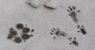 Следы собаки на снегу  фото