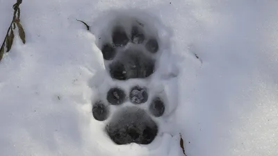 Фотографии снежных следов соболя: Возможность выбора размера