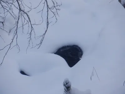 Фото следов соболя на снегу в HD качестве