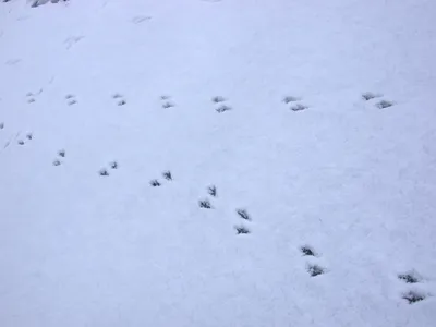 Снег и сорока: увлекательные фотографии для скачивания