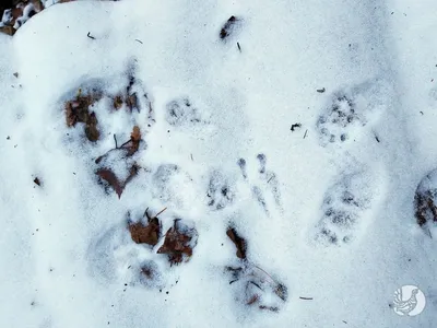 Фото следов сороки на снегу в HD качестве