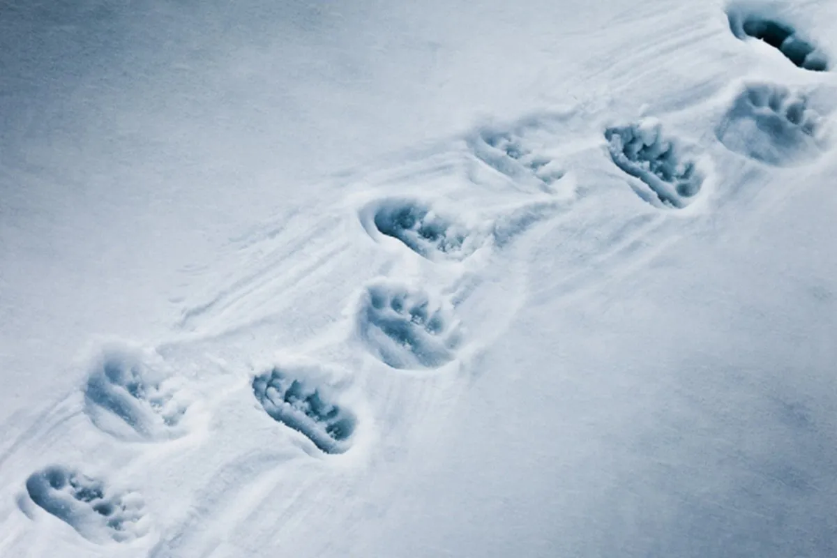 Свежесть следа. Медвежьи следы на снегу. Следы Ласкина снегу. Следы медведя на снегу. Медвежий след.