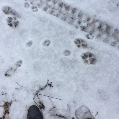 Зимние впечатления: фото следов волка