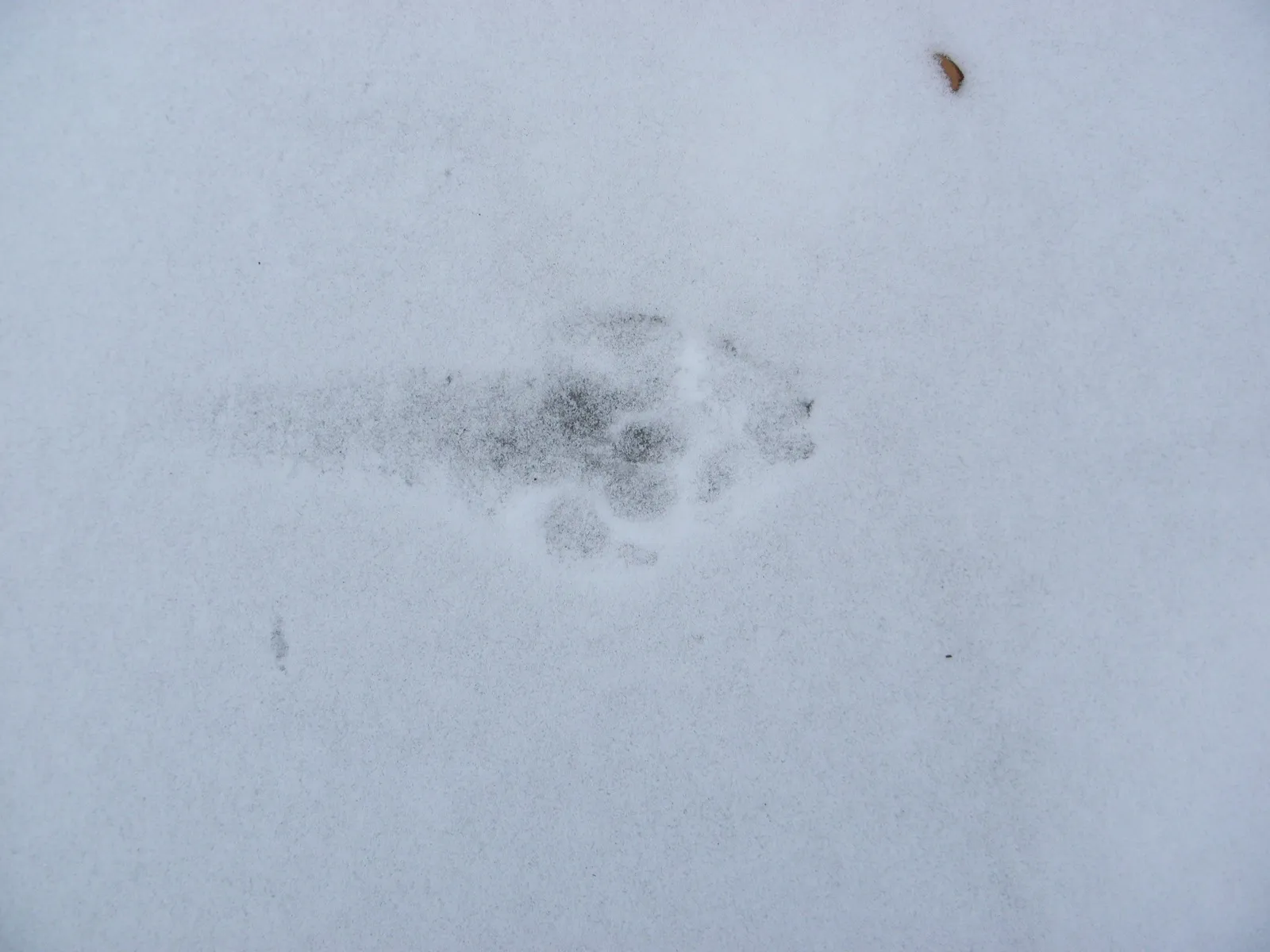 След волка. Следы волка на снегу. Собачьи следы на снегу. Следы собаки на снегу. Фото следа волка на снегу и собаки