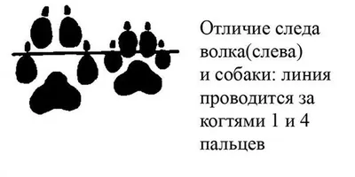 Волк в снегу: природное великолепие