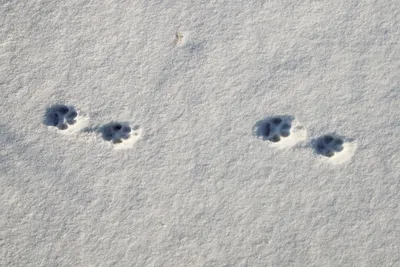 Следы волка на снегу фотографии